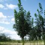 Gewone Esdoorn (Acer pseudoplatanus ‘Bruchem’)